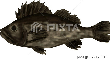 カサゴのイラスト素材