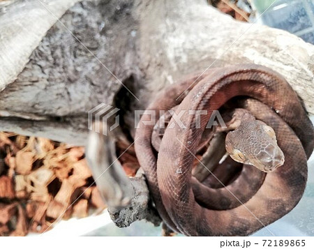 ヘビ へび とぐろ 動物の写真素材