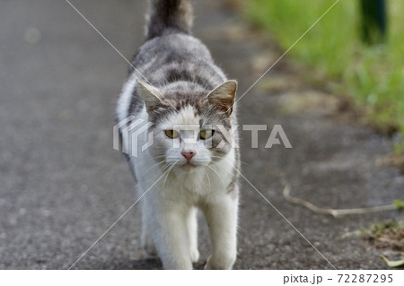 威嚇 動物の写真素材