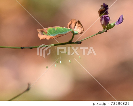 優曇華の花の写真素材