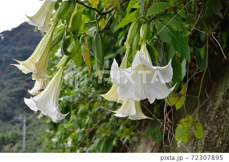 ダチュラ 植物 フラワー 花の写真素材