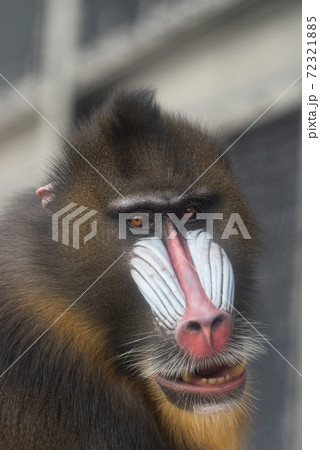 猿 動物 ドリル サルの写真素材