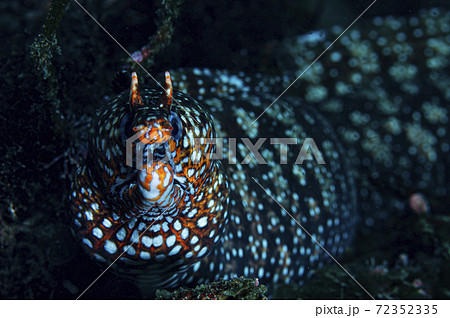 ウツボ 水中 Underwater 館山の写真素材