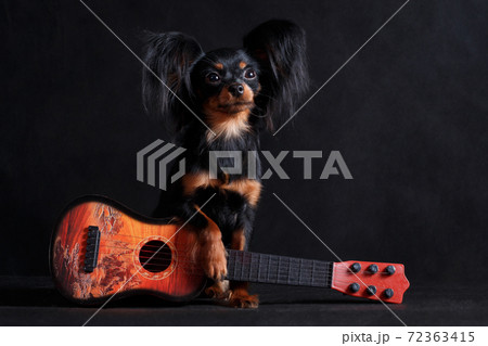 動物 わんこ 犬 ギターの写真素材