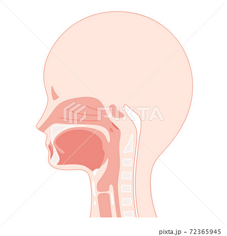 鼻咽頭 断面図 口の写真素材