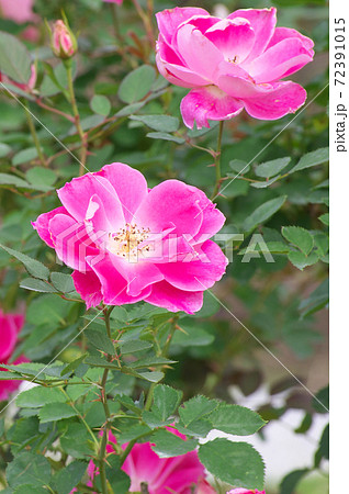 バラ 花 オルレアンローズ 植物の写真素材