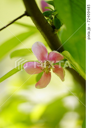 カリンの花の写真素材