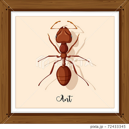 あり アリ 蟻 かわいいのイラスト素材