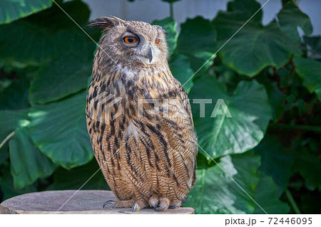 鳥 野鳥 止まり木 ミミズクの写真素材 - PIXTA