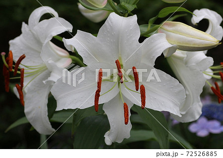 ユリ 花 白 花粉の写真素材