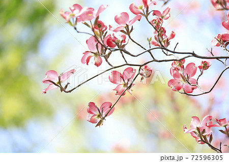 街路樹 花の写真素材