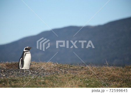 マルティージョ島の写真素材