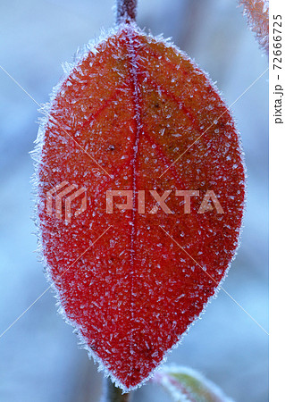 紅葉 ツツジ 赤い葉 つつじの写真素材