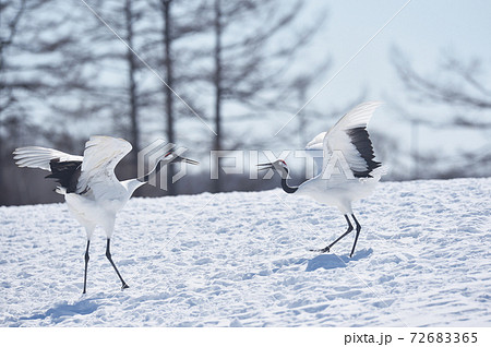 つる 鶴 の写真素材集 ピクスタ