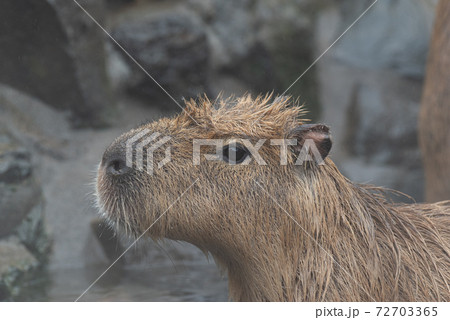 カピバラ温泉の写真素材