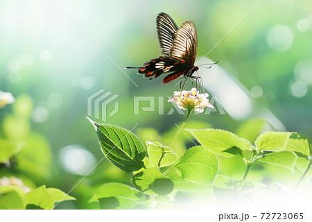 蝶 幻想的 背景 森の写真素材