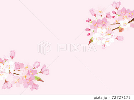 桜の木 櫻 桜 桜吹雪のイラスト素材