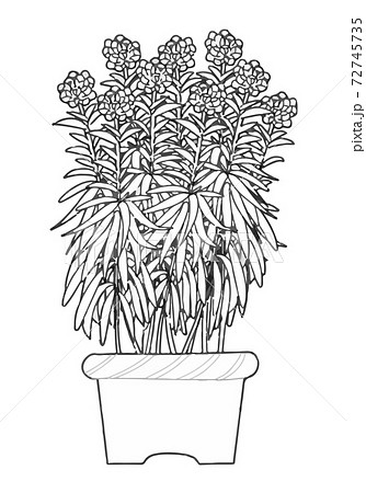 多肉植物 植物 白黒のイラスト素材 多肉植物 植物 白黒のイラスト素材