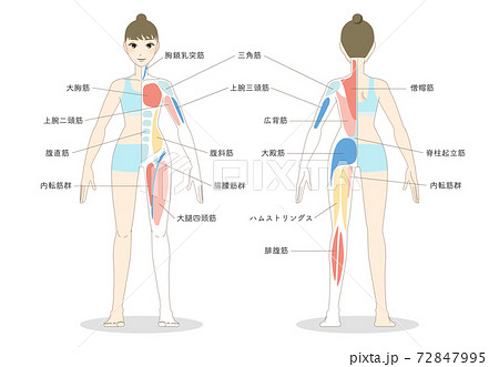 身体部位のイラスト素材