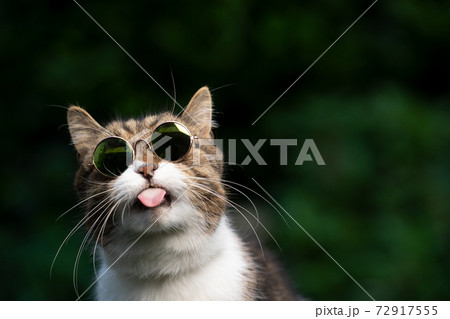 ねこ ネコ 猫 サングラスの写真素材