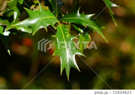節分 葉 植物 鬼の写真素材