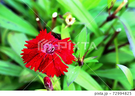 テルスター 花の写真素材