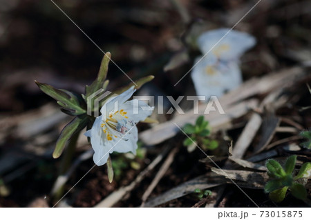 植物 花 薄紫 薄紫の小さな花の写真素材