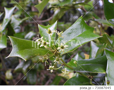 西洋柊の花の写真素材
