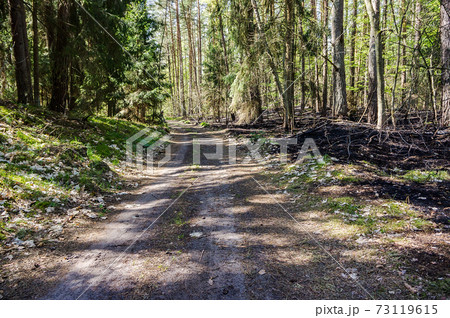森の小道の写真素材 - PIXTA