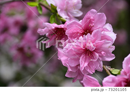 源平枝垂れ花桃の写真素材