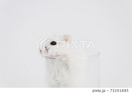 ハムスター 小動物の写真素材