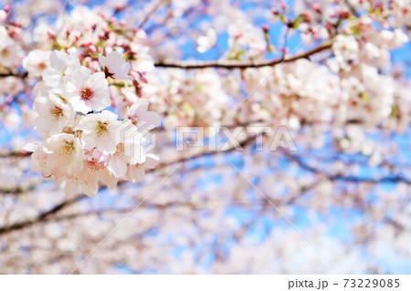 桜の花の壁紙の写真素材