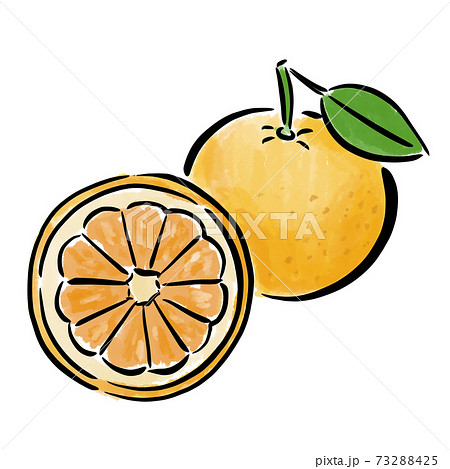 柑橘のイラスト素材
