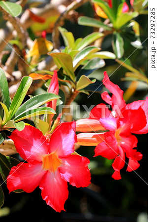 ラッパ型の花の写真素材