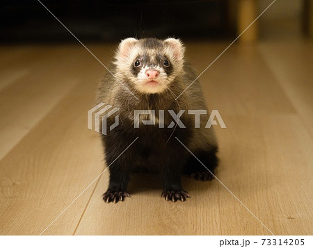 フェレットの写真素材集 ピクスタ
