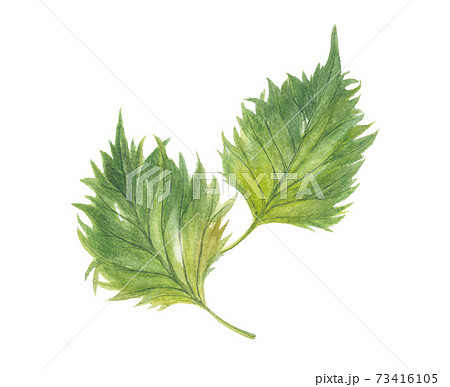 大葉のイラスト素材