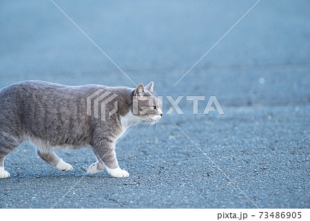 猫 ネコ 正面 歩くの写真素材