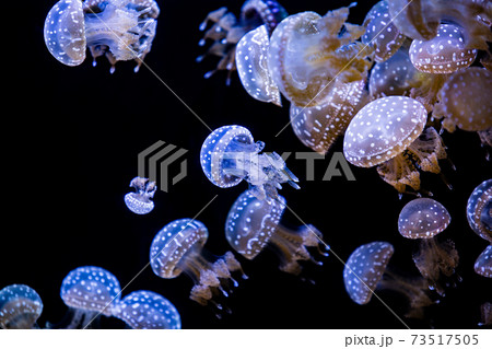 クラゲの写真素材集 ピクスタ