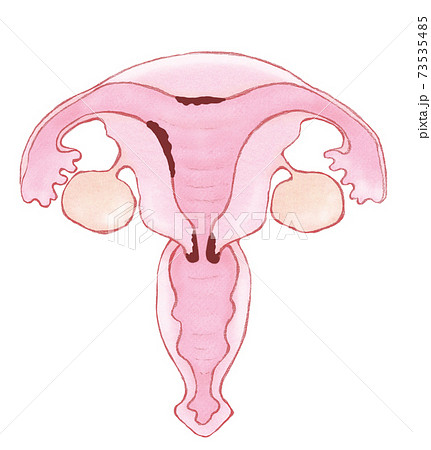 子宮 断面図 女性 体の写真素材
