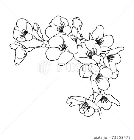 花 モノクロ 白黒 植物のイラスト素材