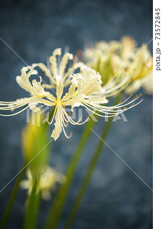 捨子花の写真素材