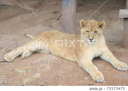 猛獣 動物 強い ライオンの写真素材