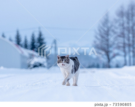 猫 野良猫 ねこ 雪の写真素材