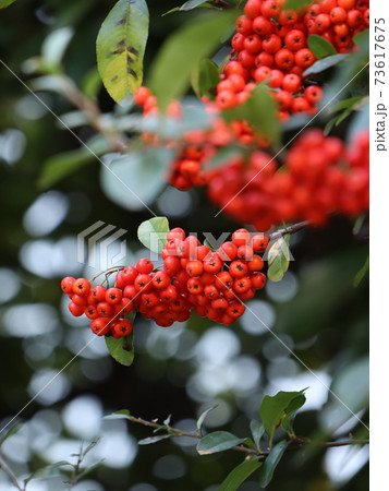 火棘 ピラカンサスの写真素材