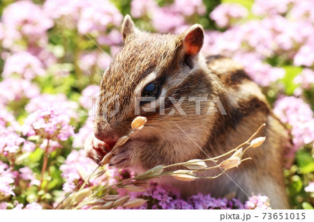 小動物 リス ポストカード 壁紙の写真素材