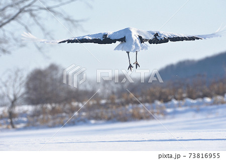 飛び立つ後ろ姿の写真素材