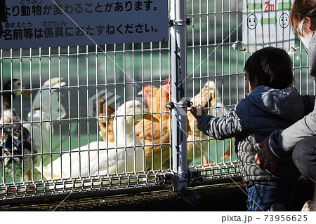 餌やり体験 ニワトリの写真素材