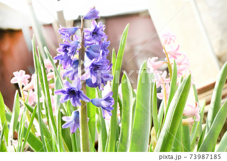 花 ヒヤシンス ブルージャケット 植物の写真素材