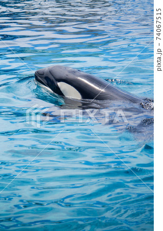 海のギャングの写真素材