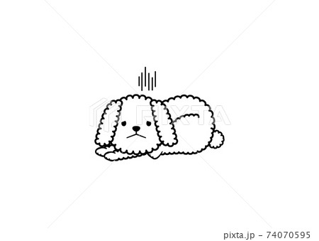 ビションフリーゼのイラスト素材